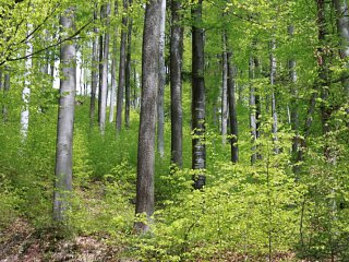 Nachhaltige Waldwirtschaft in Gefahr